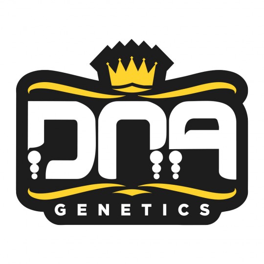 1x OG Kush (feminizované semínko od DNA Genetics) | Canatura - Konopí pro  zdraví / Největší eshop s konopnými potřebami